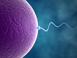 fertilization