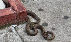 fidi kazantzi2 1024x609 1