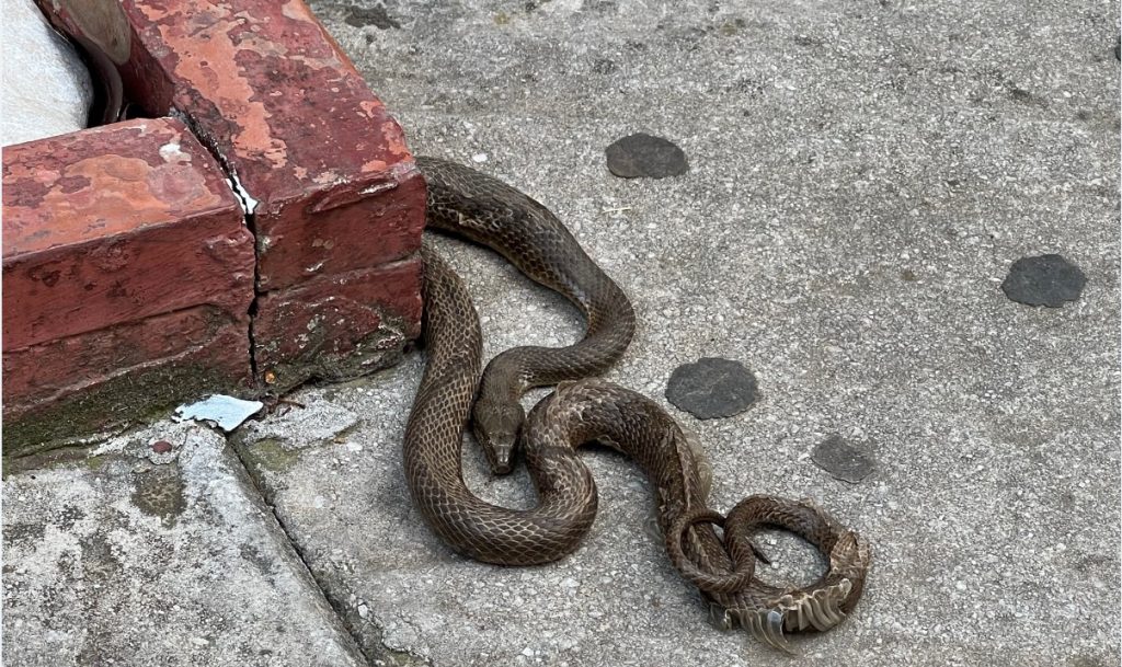 fidi kazantzi2 1024x609 1