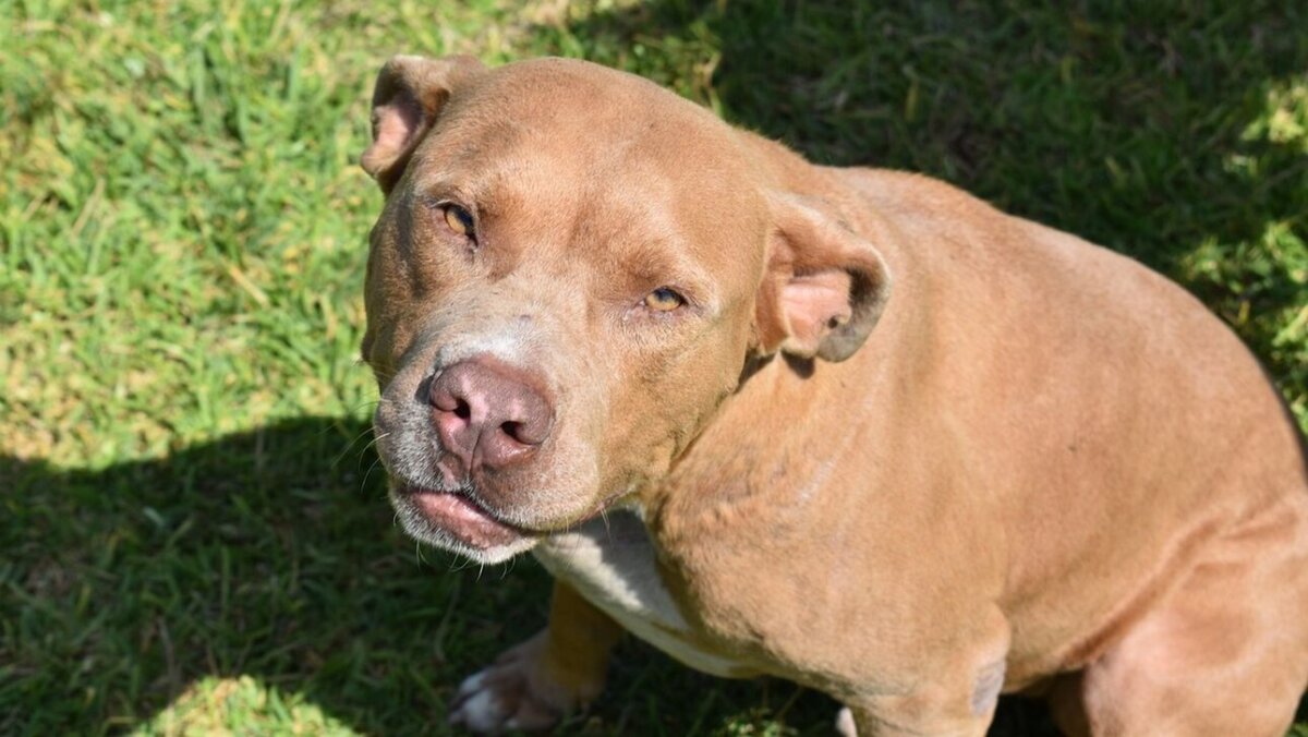 pit bull 5879001 1280