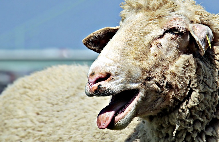 sheep 2280
