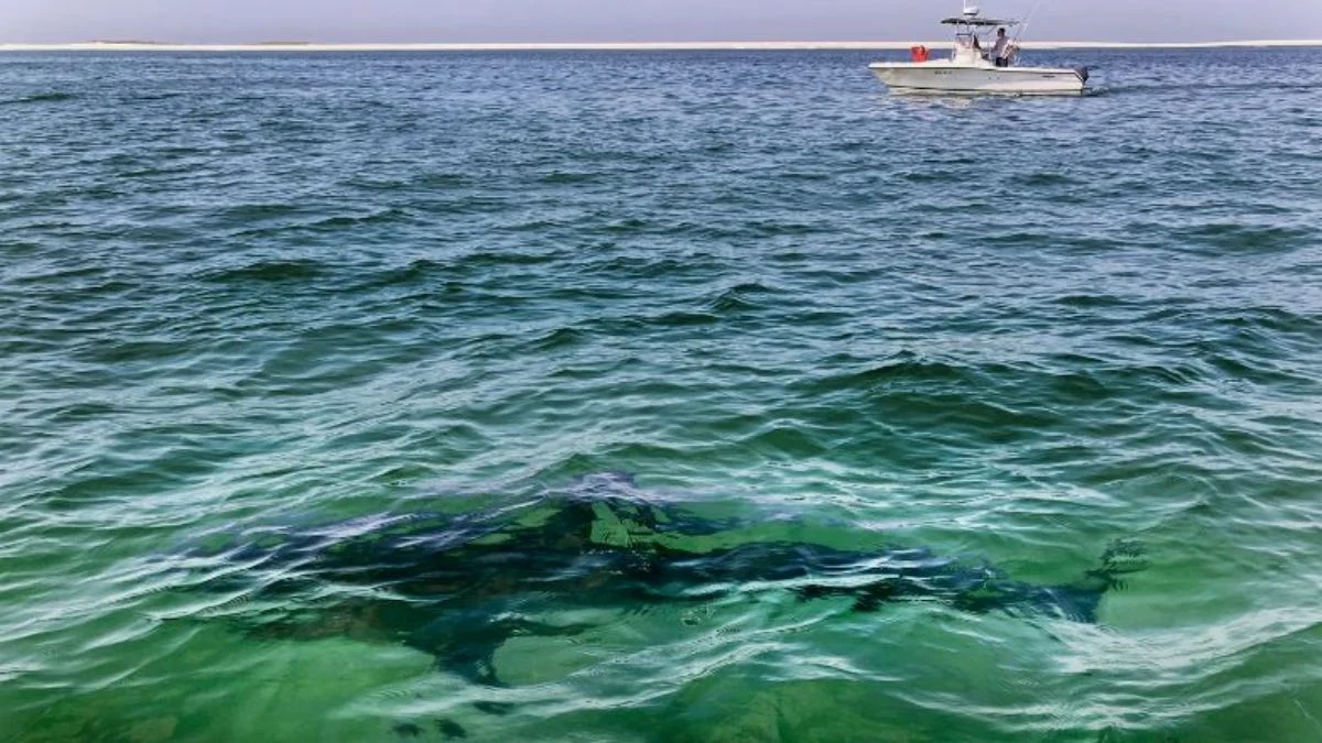 shark