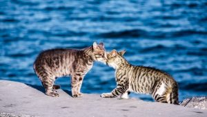 Λέρος Στο σκαμνί γυναίκα που κατηγορείται ότι κλώτσησε γατάκι στη θάλασσα