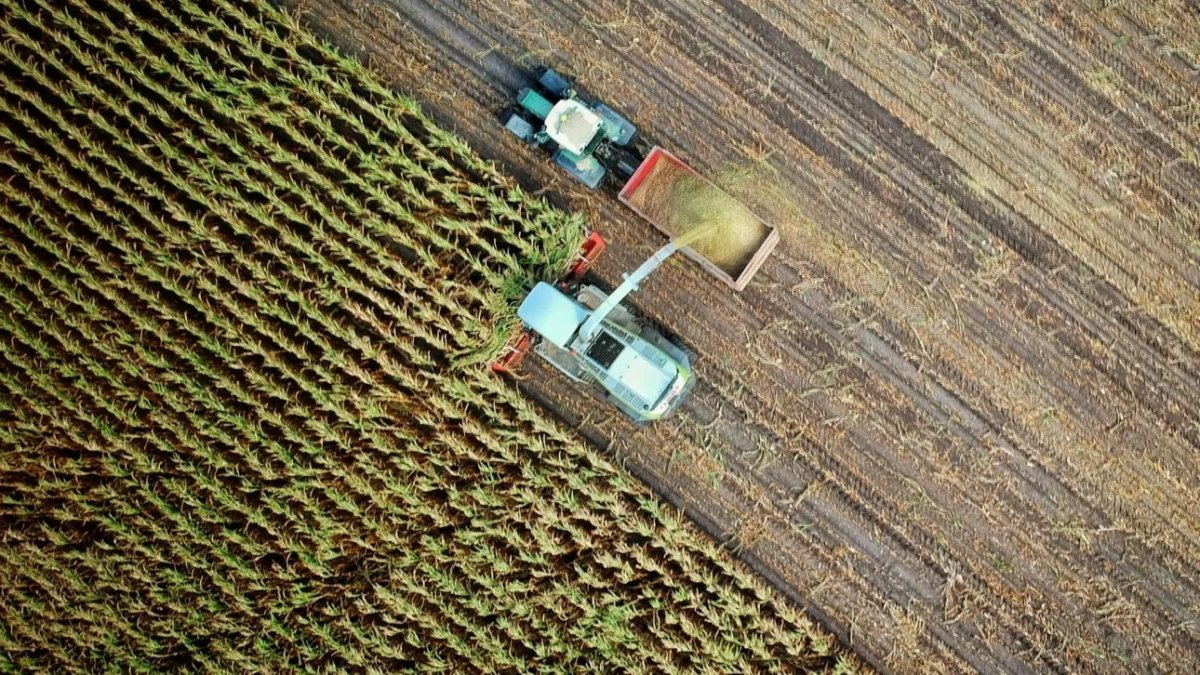 Agrotes 1