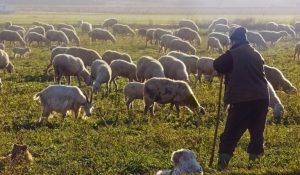Διαχειριστικά Σχέδια Βόσκησης Επιστολή Αυγενάκη στους Περιφερειάρχες