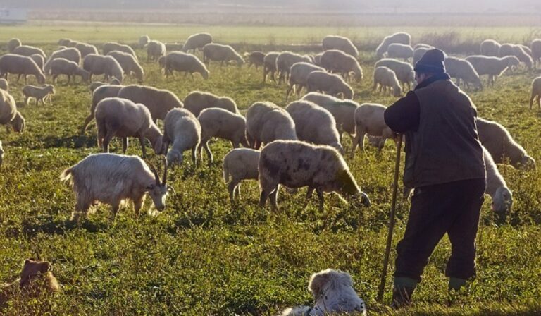 Διαχειριστικά Σχέδια Βόσκησης Επιστολή Αυγενάκη στους Περιφερειάρχες
