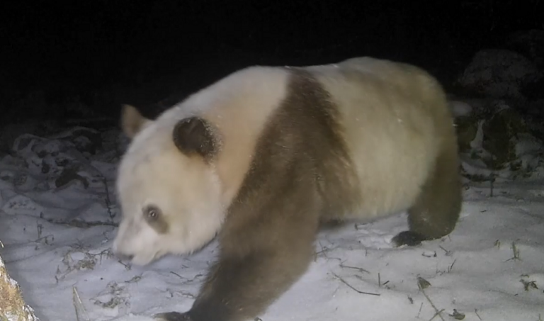 KAFE PANDA KINA