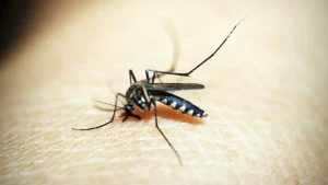 dageios piretos kounoupia ellada anisixia