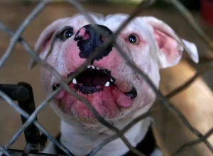 PITBULL581 APEMPE 14052024