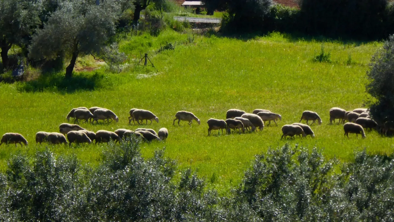PANOLI PROVATA
