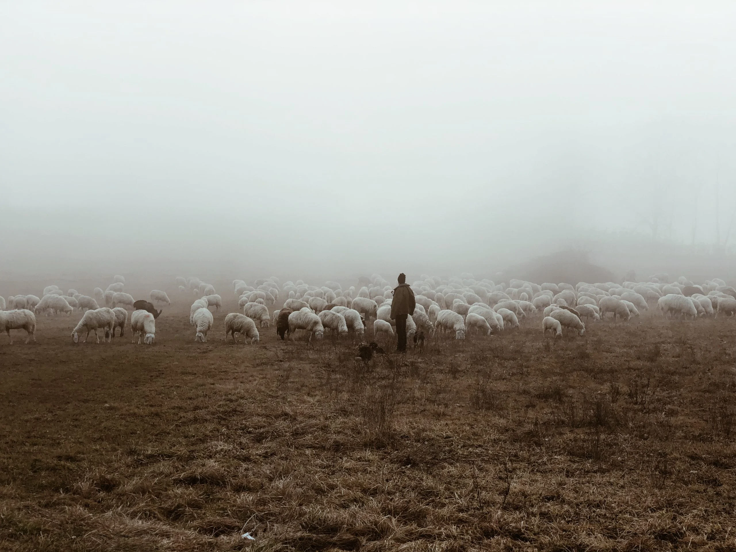 antonello falcone the wiseman G2djeMdYSOM unsplash scaled