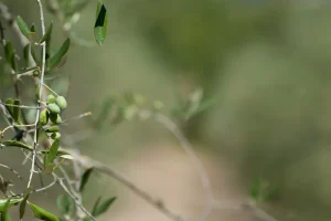 ladi elaiolado
