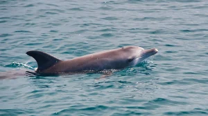 DELFINIA THESSALONIKI PARELASH